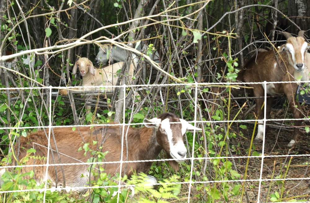 Understanding impact of invasive species helps reduce their impact on environment