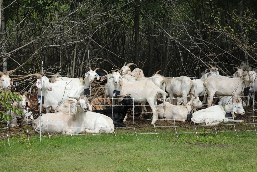 Understanding impact of invasive species helps reduce their impact on environment