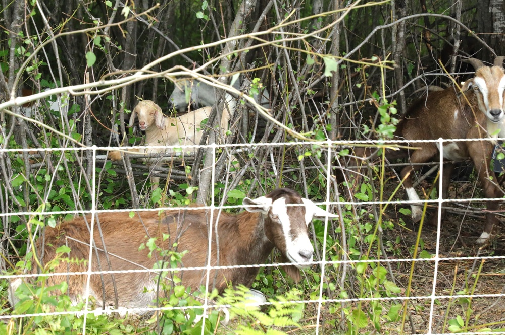 Understanding impact of invasive species helps reduce their impact on environment