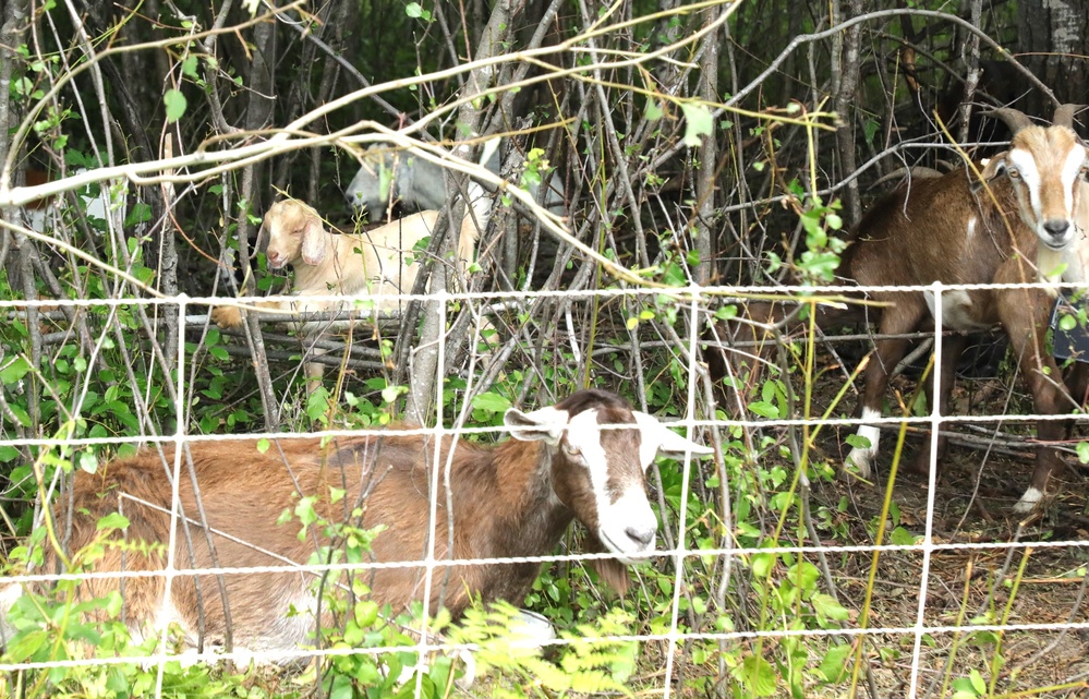 Understanding impact of invasive species helps reduce their impact on environment