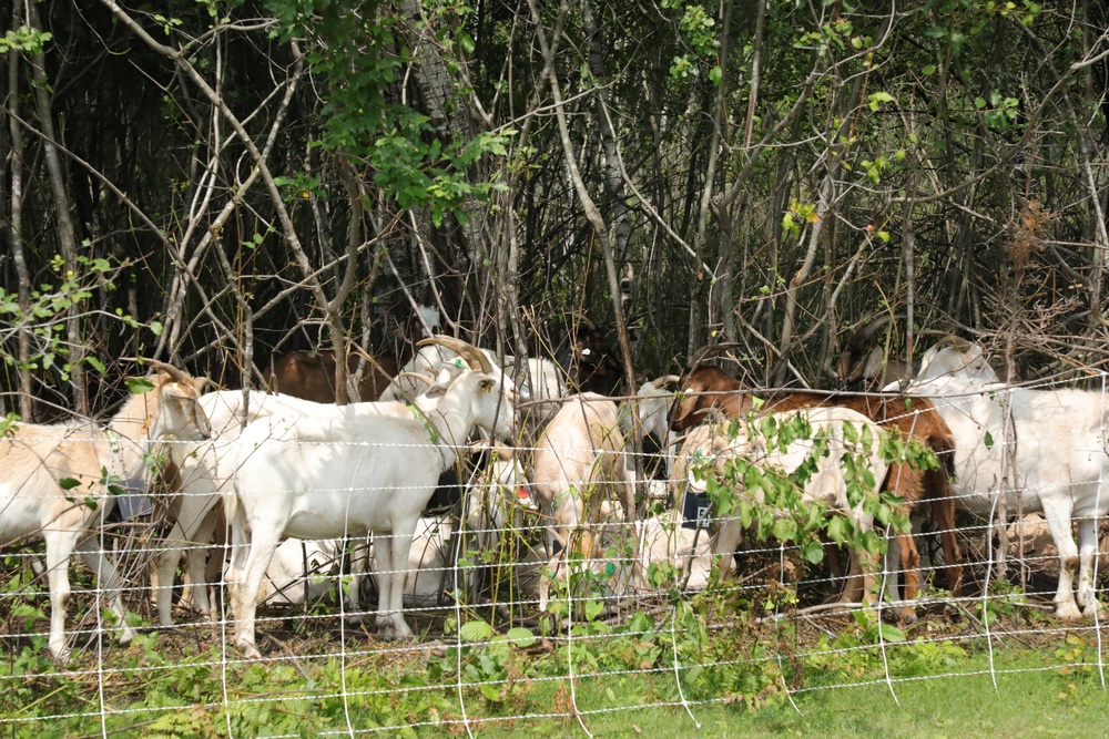 Understanding impact of invasive species helps reduce their impact on environment