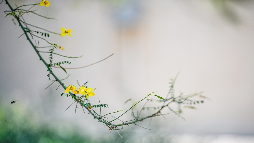 Landscaped Flowers at 163d Attack Wing Honor Air Force Traditions