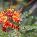 Landscaped Flowers at 163d Attack Wing Honor Air Force Traditions