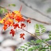 Landscaped Flowers at 163d Attack Wing Honor Air Force Traditions