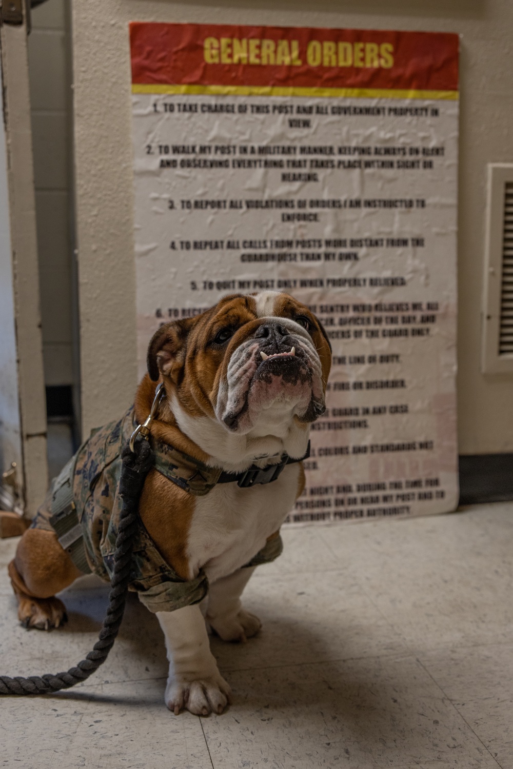 Mascot Monday - Bruno on Duty