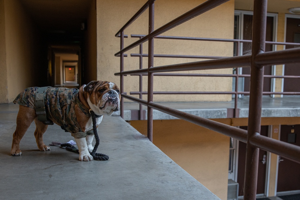 Mascot Monday - Bruno on Duty