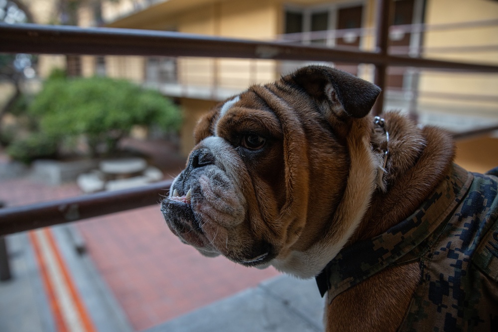 Mascot Monday - Bruno on Duty