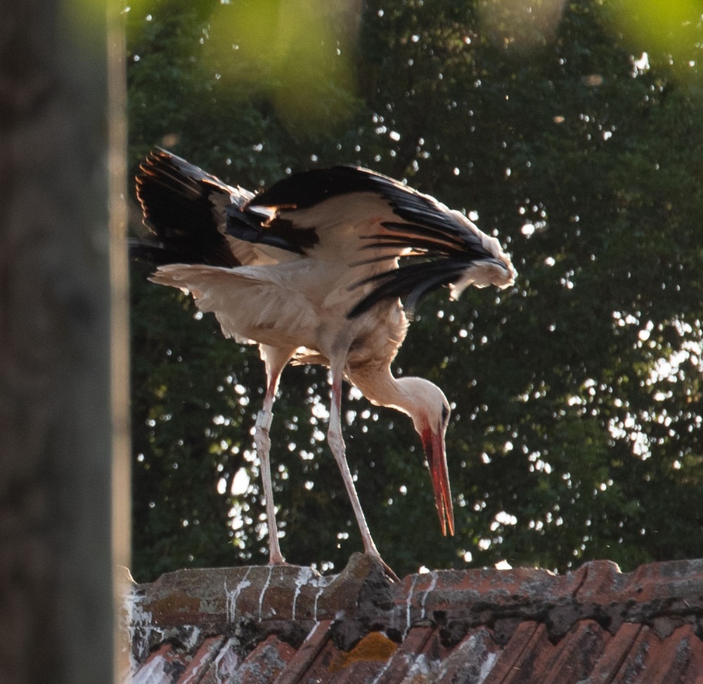 Storks in Germany: Feathered friends, folklore, and fantastic flights