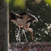 Storks in Germany: Feathered friends, folklore, and fantastic flights