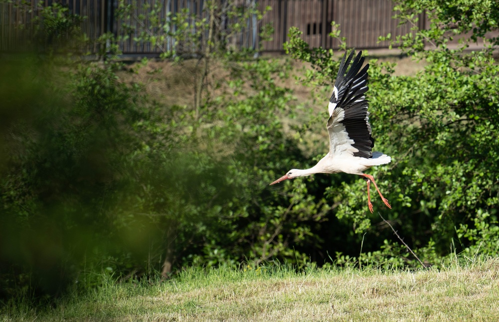 Storks in Germany: Feathered friends, folklore, and fantastic flights