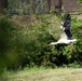 Storks in Germany: Feathered friends, folklore, and fantastic flights