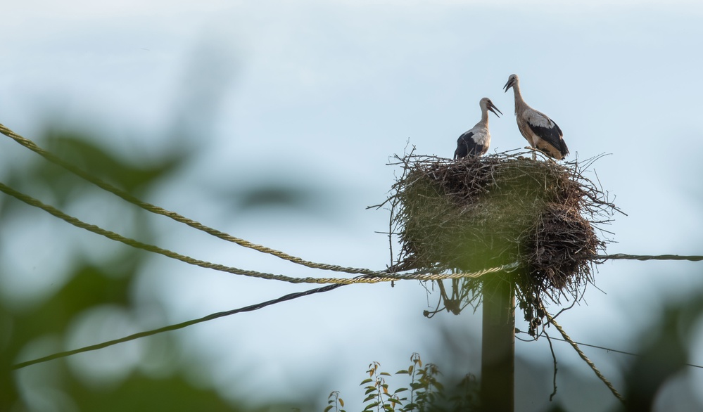 Storks in Germany: Feathered friends, folklore, and fantastic flights