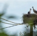 Storks in Germany: Feathered friends, folklore, and fantastic flights