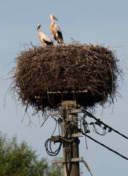 Storks in Germany: Feathered friends, folklore, and fantastic flights