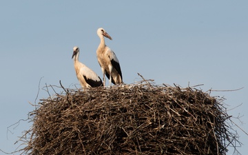 Storks in Germany: Feathered friends, folklore, and fantastic flights