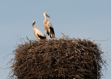 Storks in Germany: Feathered friends, folklore, and fantastic flights