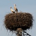 Storks in Germany: Feathered friends, folklore, and fantastic flights