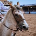 Pikes Peak or Bust Rodeo Air Force Academy Day