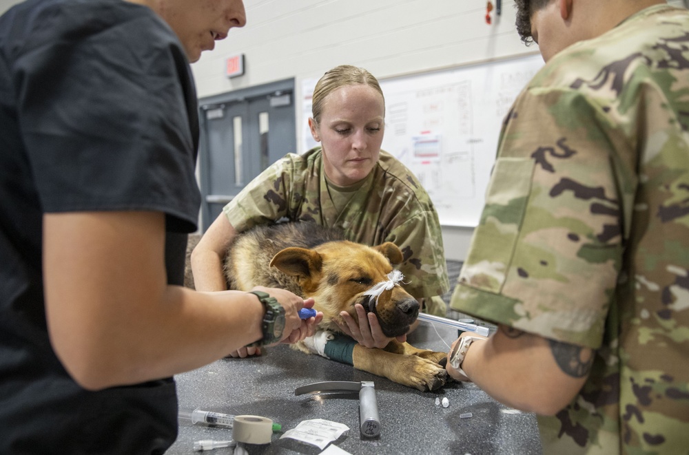 Veterinary Services Blackfeet Tribal Health Operation Walking Shield