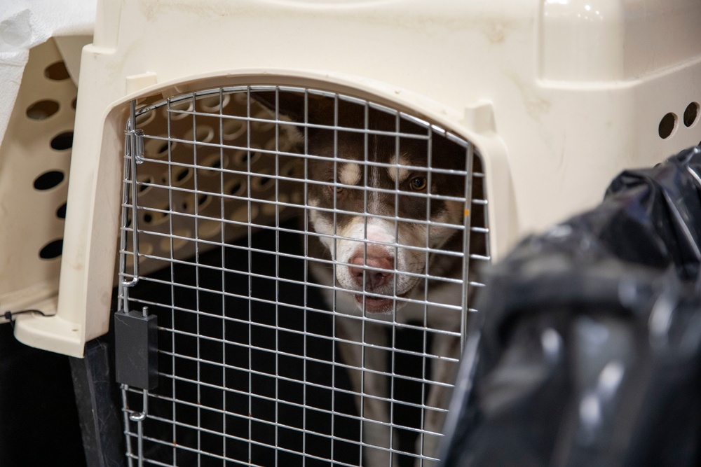 Veterinary Services Blackfeet Tribal Health Operation Walking Shield