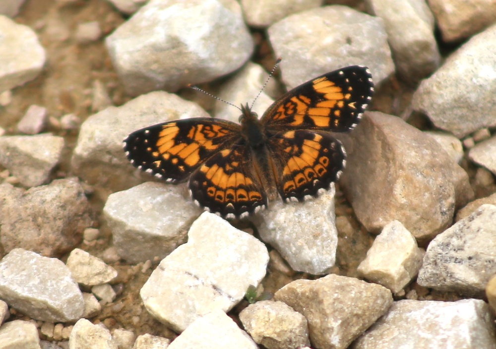 Fort McCoy supports 2024 butterfly field day for special group dedicated to natural resources care, management