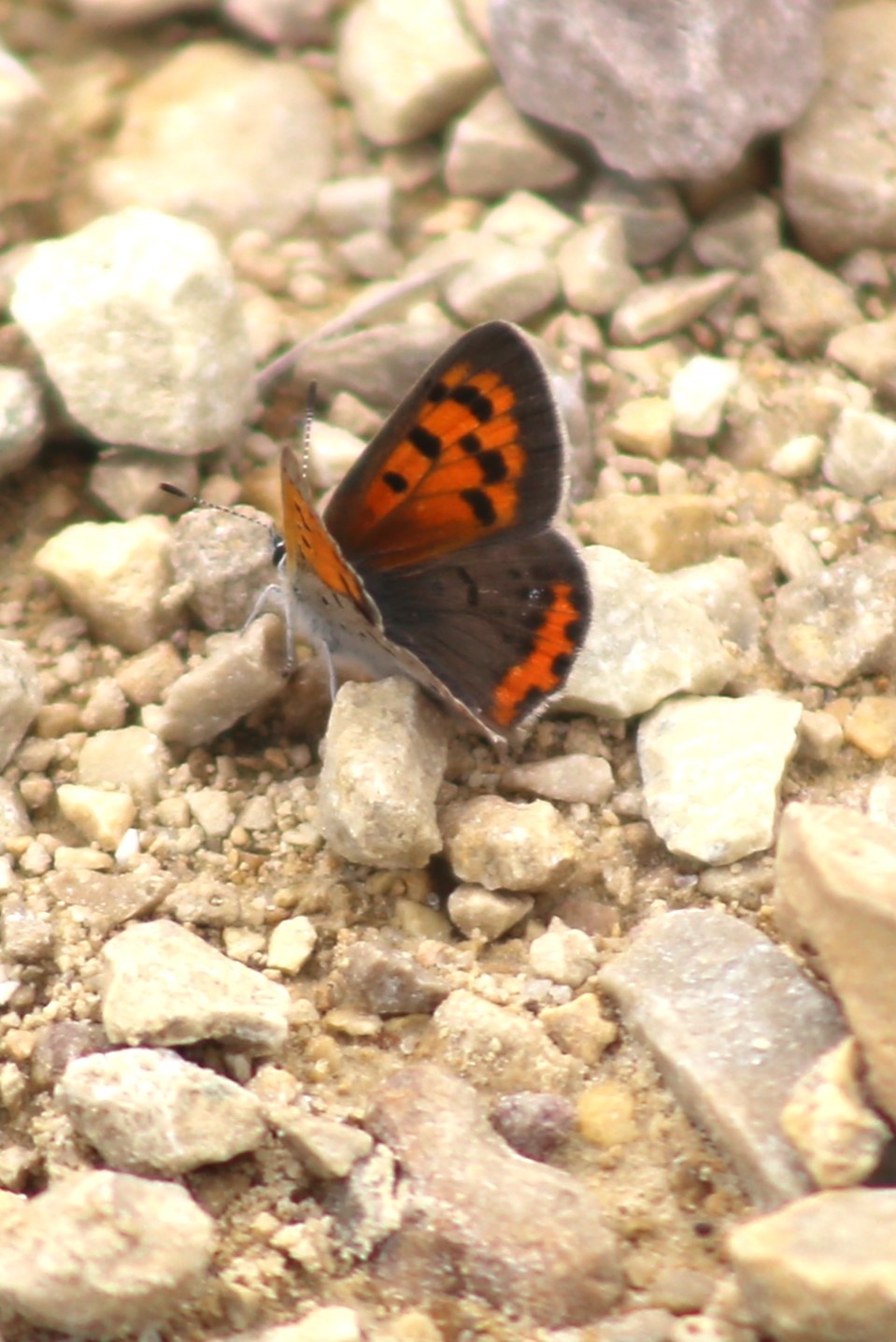 Fort McCoy supports 2024 butterfly field day for special group dedicated to natural resources care, management