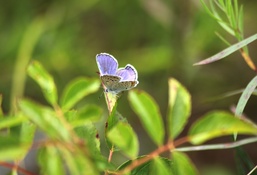 Fort McCoy supports 2024 butterfly field day for special group dedicated to natural resources care, management