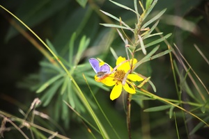 Biologist discusses hosting two Fort McCoy butterfly field day tours for Natural Resource Foundation of Wisconsin