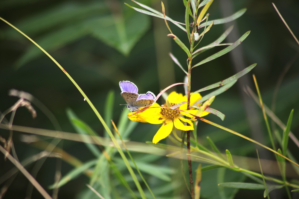 Fort McCoy supports 2024 butterfly field day for special group dedicated to natural resources care, management