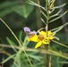 Fort McCoy supports 2024 butterfly field day for special group dedicated to natural resources care, management