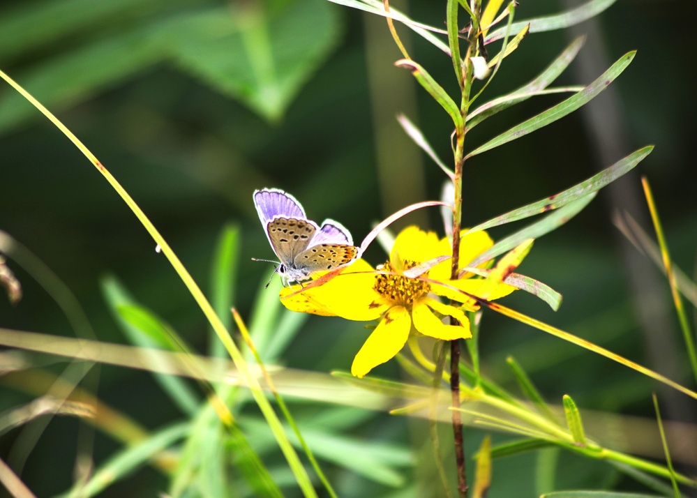 Fort McCoy supports 2024 butterfly field day for special group dedicated to natural resources care, management