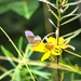 Fort McCoy supports 2024 butterfly field day for special group dedicated to natural resources care, management