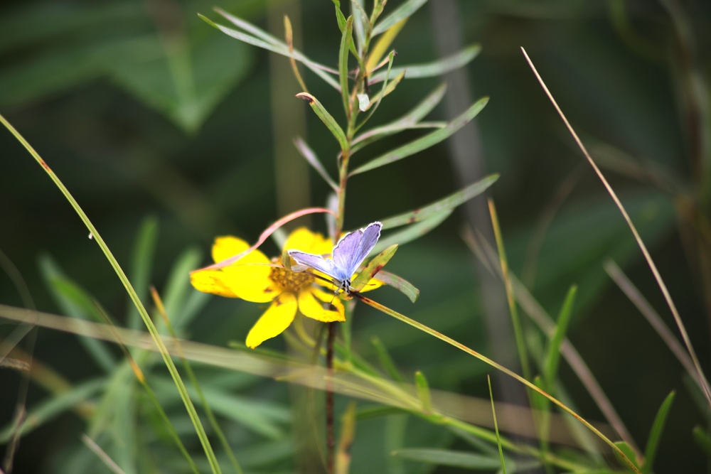 Fort McCoy supports 2024 butterfly field day for special group dedicated to natural resources care, management