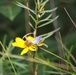 Fort McCoy supports 2024 butterfly field day for special group dedicated to natural resources care, management