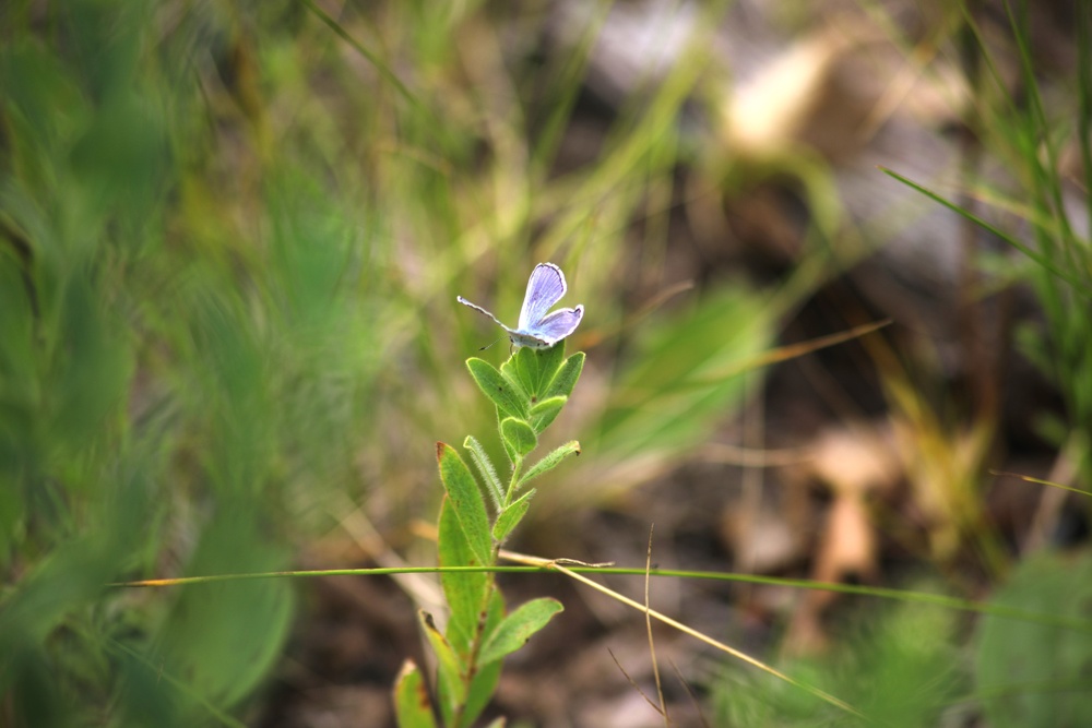 Fort McCoy supports 2024 butterfly field day for special group dedicated to natural resources care, management