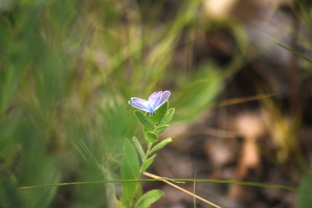 Fort McCoy supports 2024 butterfly field day for special group dedicated to natural resources care, management