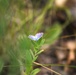 Fort McCoy supports 2024 butterfly field day for special group dedicated to natural resources care, management