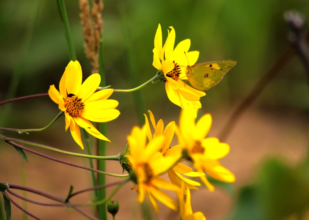 Fort McCoy supports 2024 butterfly field day for special group dedicated to natural resources care, management