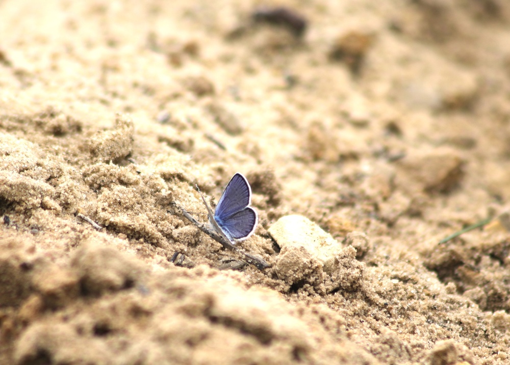 Fort McCoy supports 2024 butterfly field day for special group dedicated to natural resources care, management