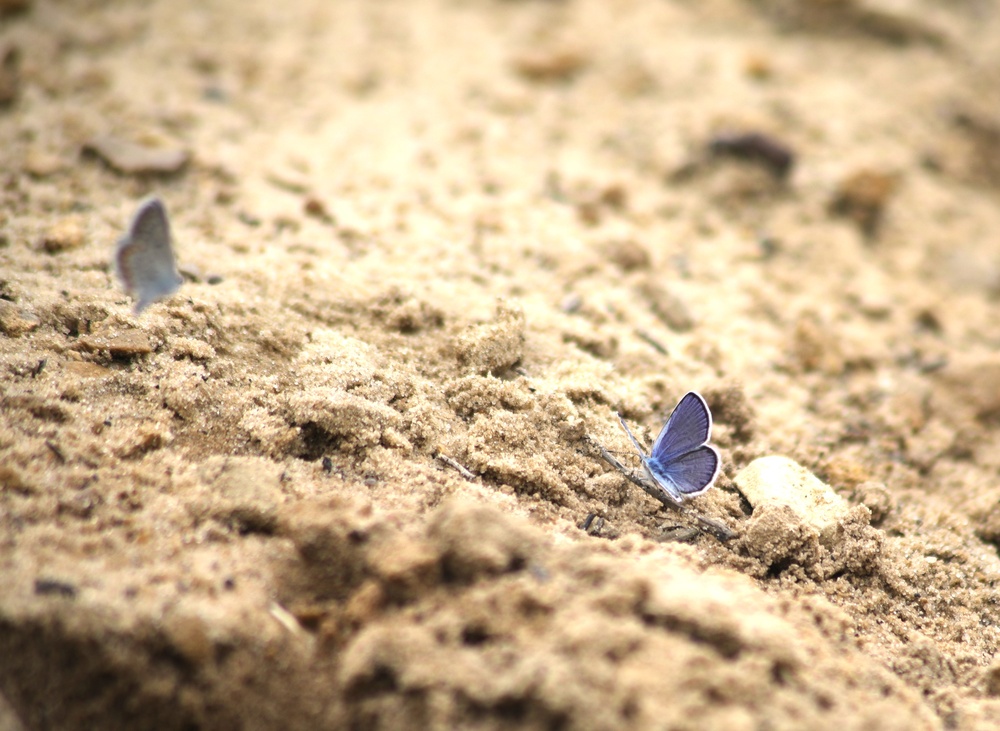 Fort McCoy supports 2024 butterfly field day for special group dedicated to natural resources care, management