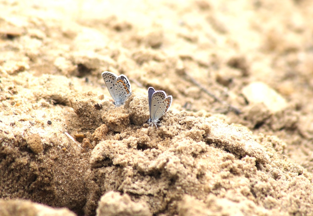 Fort McCoy supports 2024 butterfly field day for special group dedicated to natural resources care, management