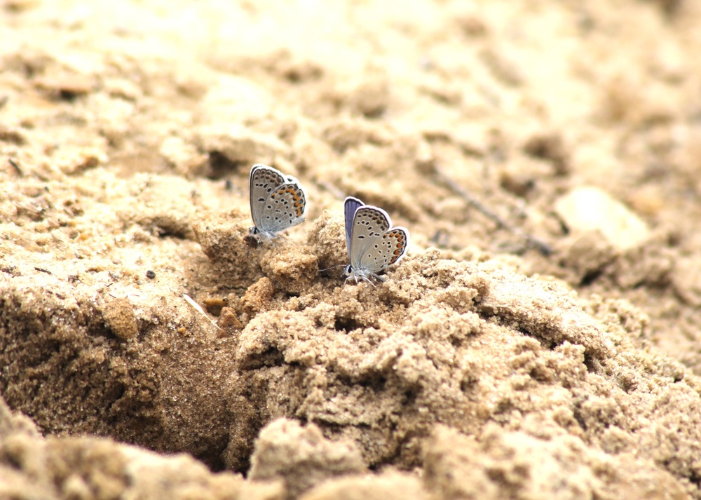 Fort McCoy supports 2024 butterfly field day for special group dedicated to natural resources care, management