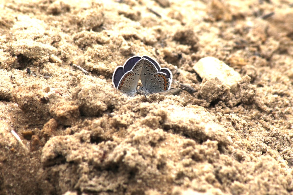 Fort McCoy supports 2024 butterfly field day for special group dedicated to natural resources care, management