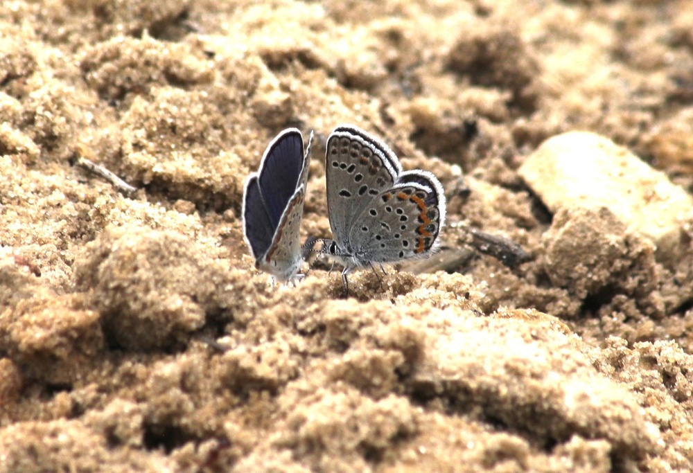 Fort McCoy supports 2024 butterfly field day for special group dedicated to natural resources care, management