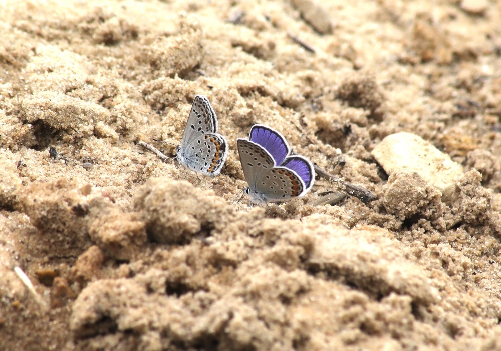 Fort McCoy supports 2024 butterfly field day for special group dedicated to natural resources care, management