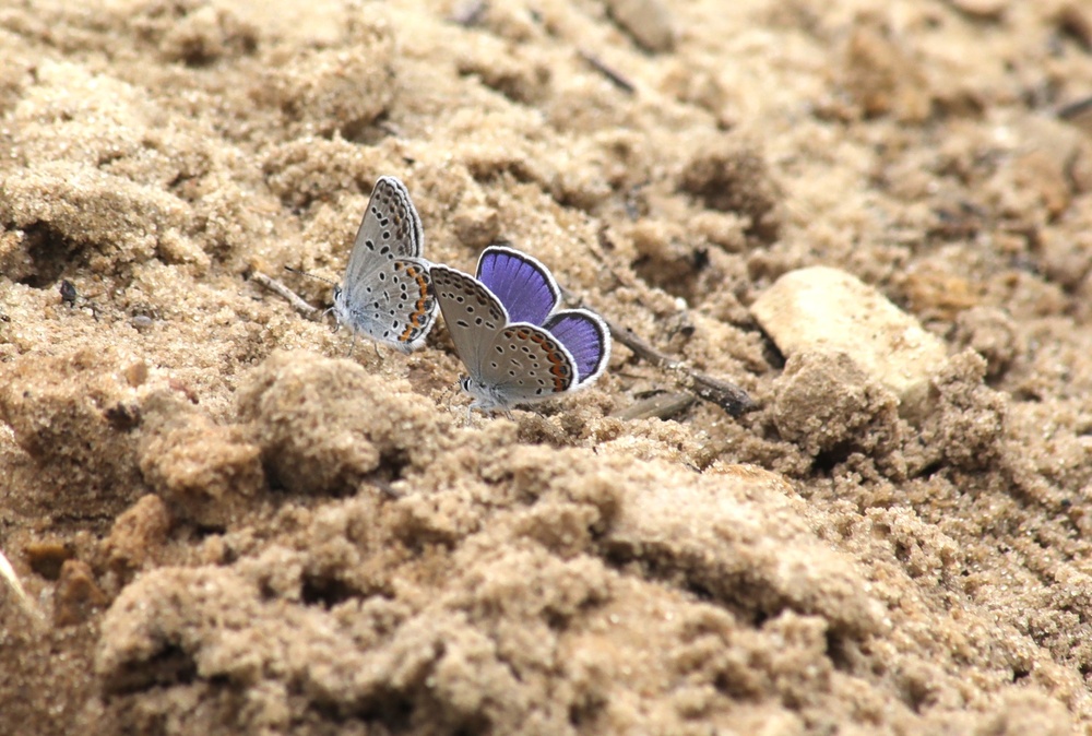 Fort McCoy supports 2024 butterfly field day for special group dedicated to natural resources care, management