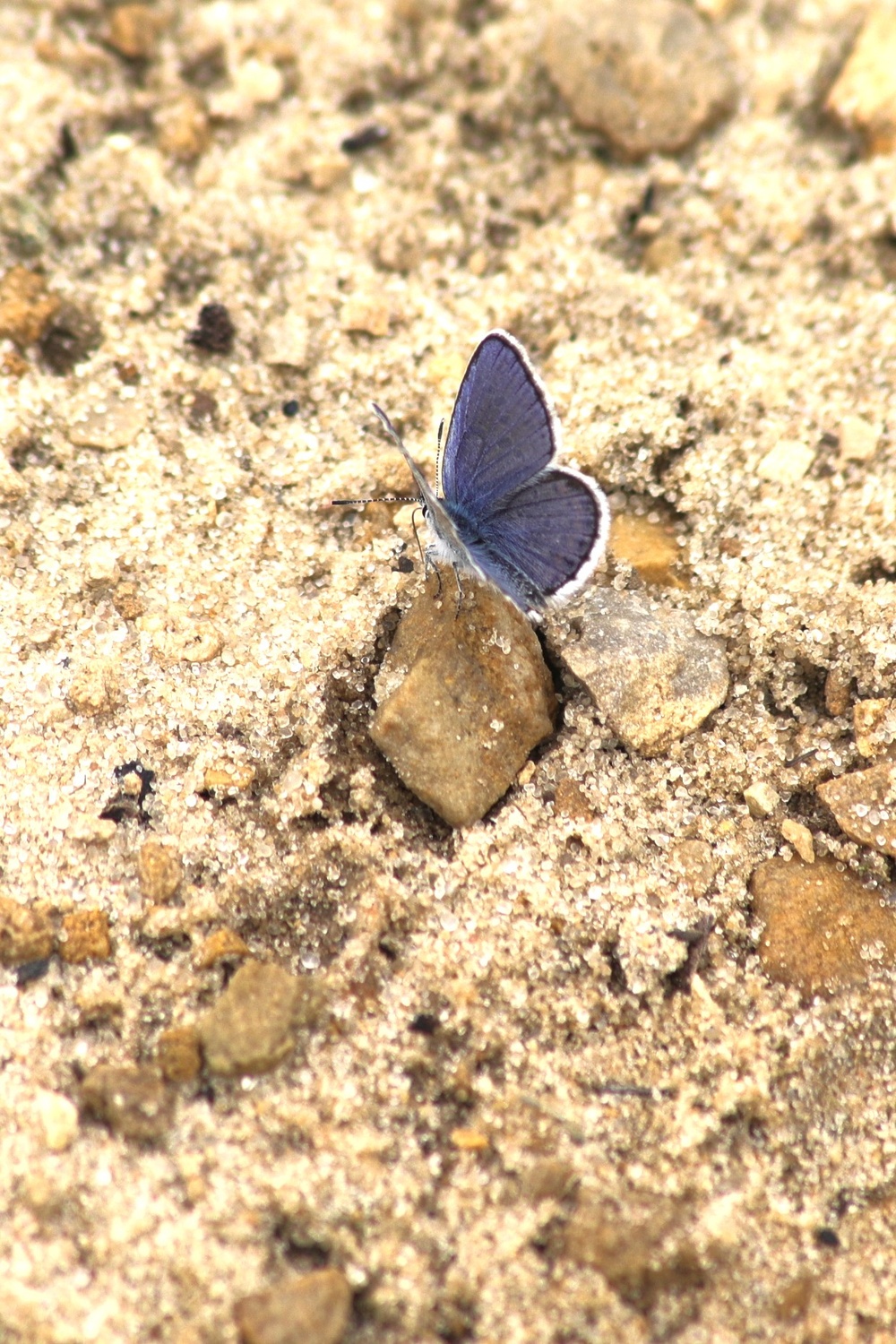 Fort McCoy supports 2024 butterfly field day for special group dedicated to natural resources care, management