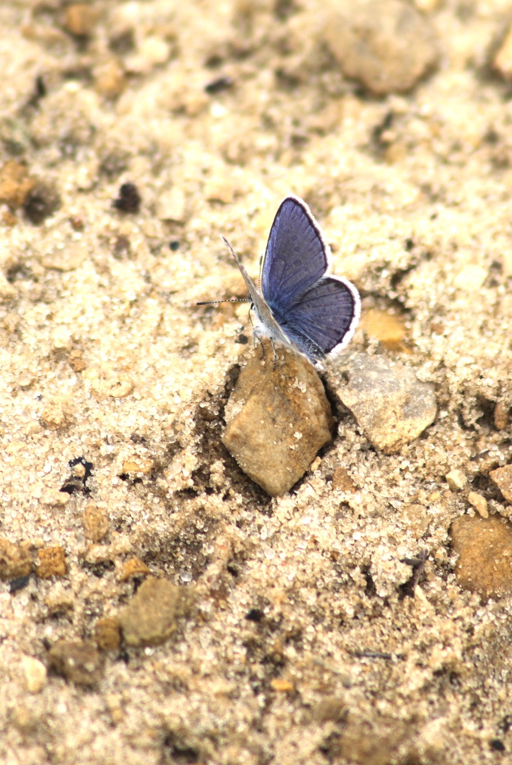 Fort McCoy supports 2024 butterfly field day for special group dedicated to natural resources care, management