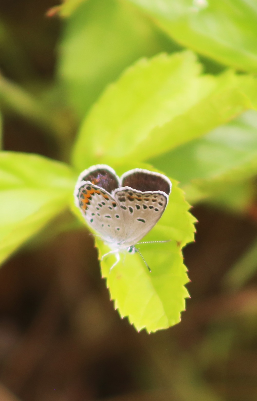 Fort McCoy supports 2024 butterfly field day for special group dedicated to natural resources care, management