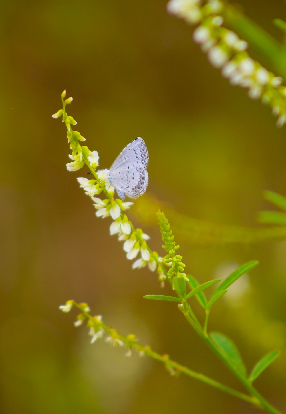 Fort McCoy supports 2024 butterfly field day for special group dedicated to natural resources care, management